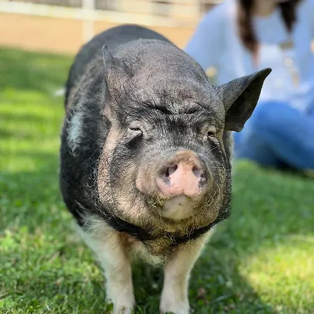 Zornica Kuca 4* Bacevac