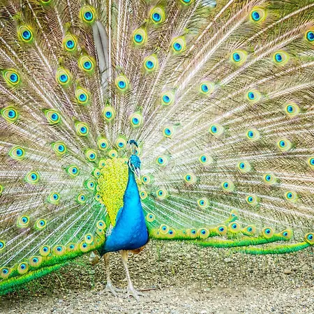 Guest house Zornica Kuca 4*