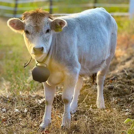 Guest house Zornica Kuca 4*